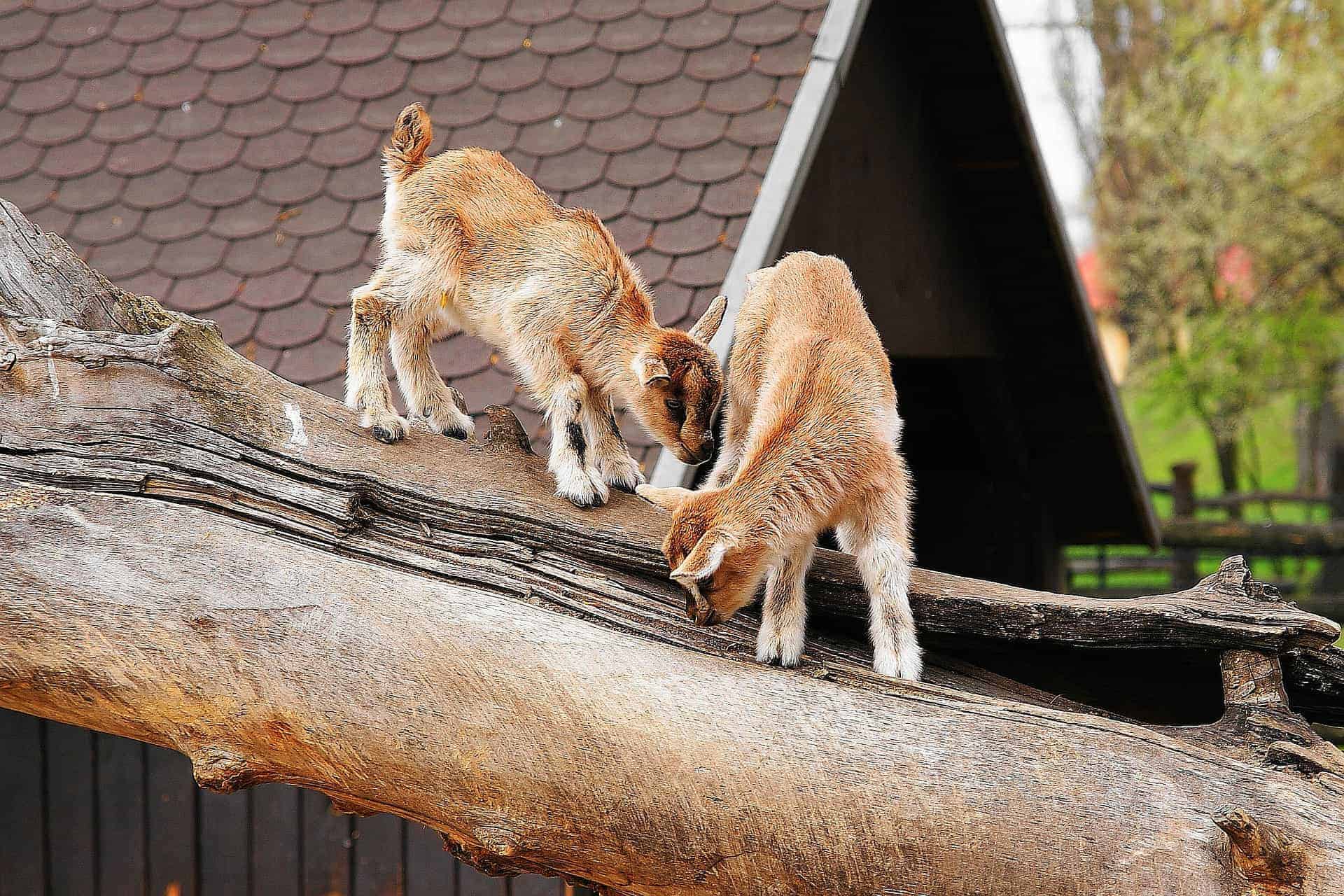 Holenderskie kozy miniaturki w zoo w Warszawie