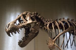 szkielet tyranozaura w Muzeum Historii Naturalnej